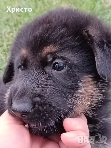 Малки немски овчарки, снимка 16 - Немска овчарка - 52557703