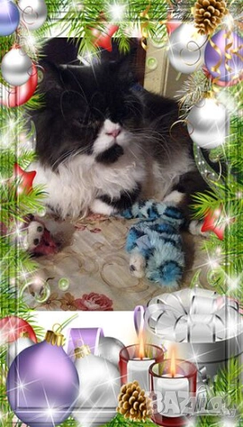  Ваксинирани персийски дългокосмести многоцветни принцове,с ЕС паспорт,микрочип домашни любимци!, снимка 7 - Други - 42172667