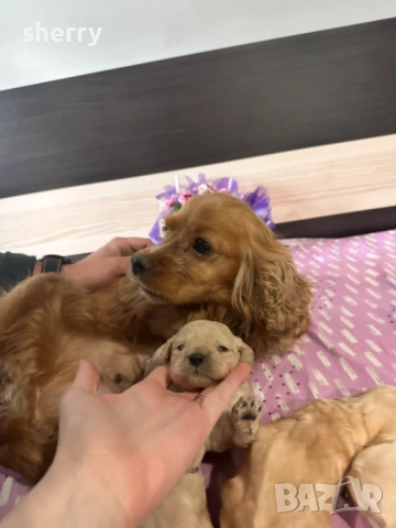 Кокер шпаньол, снимка 5 - Кокер шпаньол - 53831918