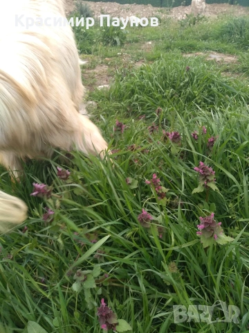 Млад пръч ,на една година ,за дъмъзлък ., снимка 11 - Кози - 54035020