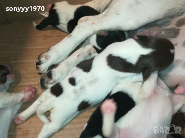 ДЖАК РЪСЕЛ 1908250701, снимка 5 - Джак ръсел териер - 51412033