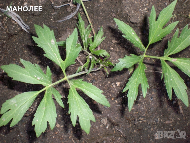 Рудбекия-кичеста, снимка 4 - Градински цветя и растения - 52167014