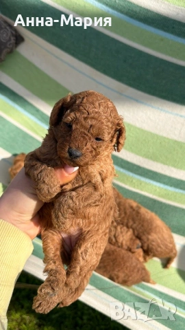 Той пудел момченце и момиченца, снимка 2 - Пудели - 54179965