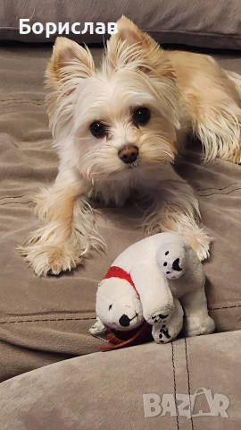 Куче за разплод