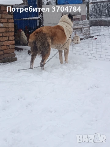 Продавам Сао алабай , снимка 15 - Алабай - 53312931