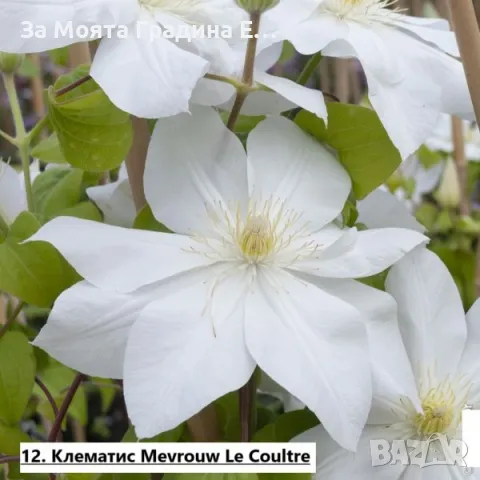 Клематис - 28 различни сорта , снимка 13 - Градински цветя и растения - 49760995