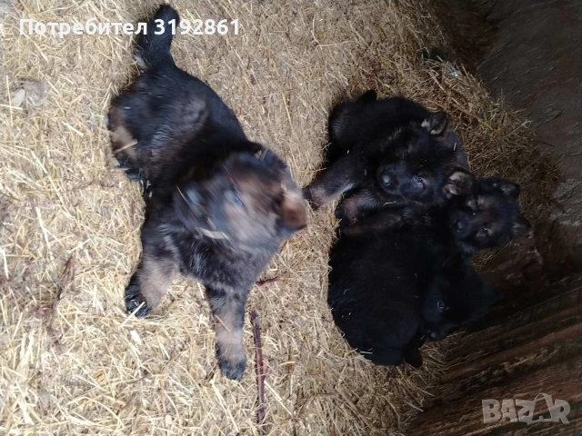 Немски Овчарки, снимка 7 - Немска овчарка - 54010323