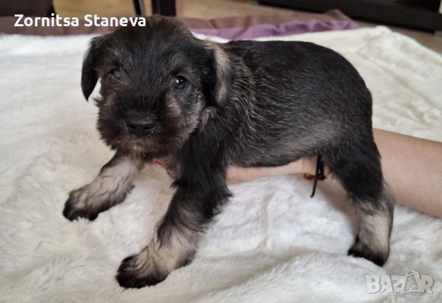 Мини (цверг) шнауцери, снимка 9 - Други - 54016098