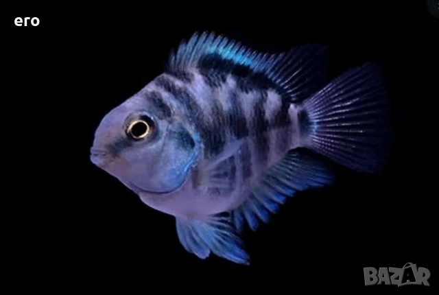 Зебровидна цихлазомс