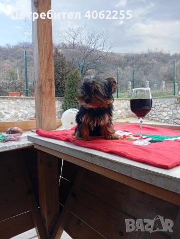 Йоркширски териер момче , снимка 5 - Йоркширски териер - 52955740