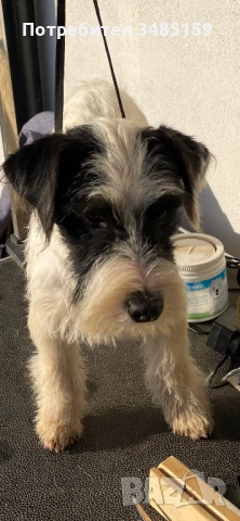 Парсън Ръсел Териер , снимка 7 - Джак ръсел териер - 47713816