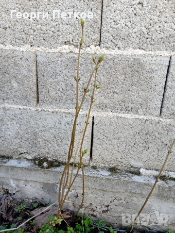 Люляк , снимка 7 - Градински цветя и растения - 54149717