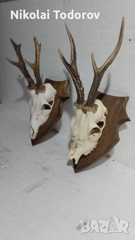 Трофей от сръндак, снимка 3 - Други - 52672901