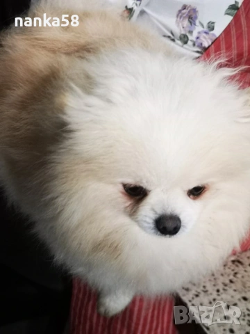 Продавам женско померанче , снимка 3 - Померан - 53438153