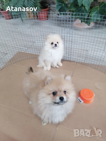 Померан Померанче, снимка 3 - Померан - 52669449