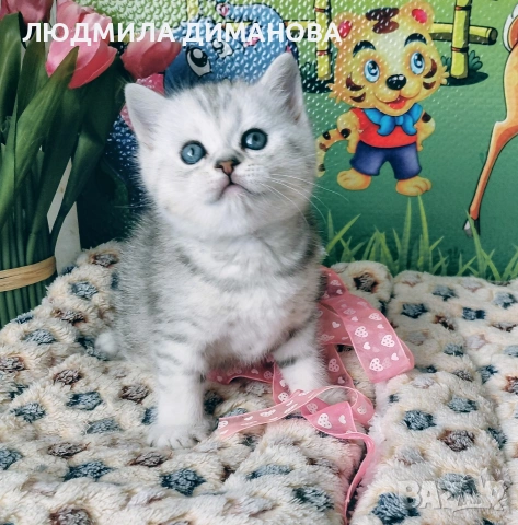 Шотландско мъжко Скоттиш Страйт. 