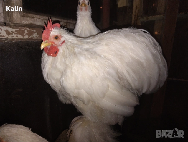 Продавам мини Кохин, снимка 2 - други­ - 51801851