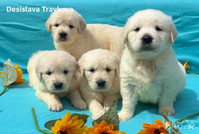 Кученца Голдън ретривър , снимка 4 - Голдън ретривър - 54186700