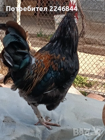 Продавам млади петлета само за 7,50, снимка 5 - Кокошки и пуйки - 53942038