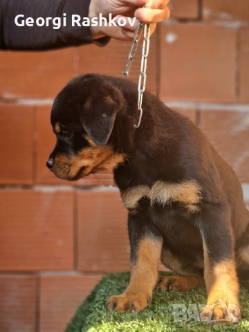 Ротвайлери , снимка 6 - Ротвайлер - 52298947