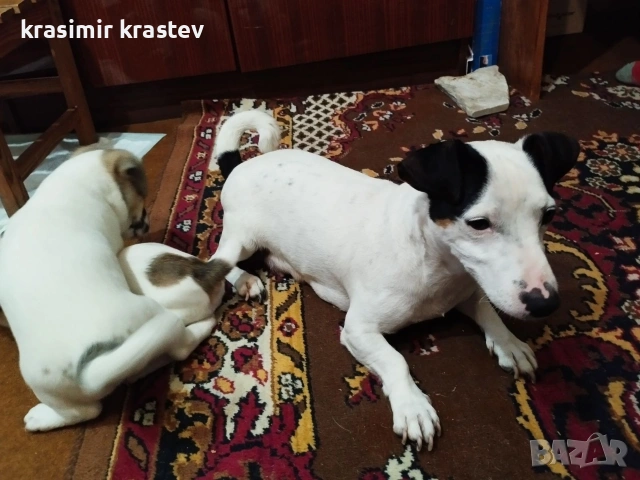 Кученца, снимка 8 - Други - 53511931