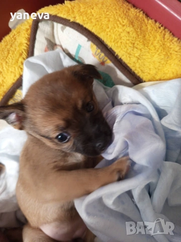 Подаряват се малки сладки кученца , снимка 9 - Други - 53916987