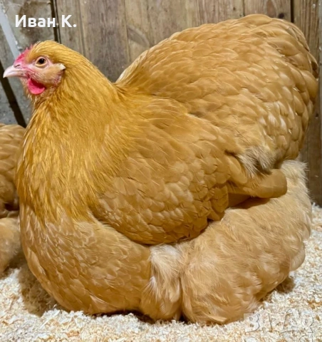 Продавам жълт Орпингтон., снимка 14 - Кокошки и пуйки - 37376457