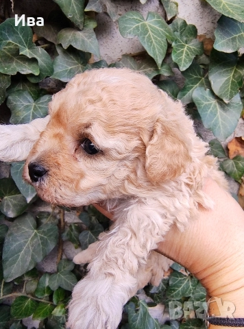 той пудел/пудел, снимка 2 - Пудели - 51010460