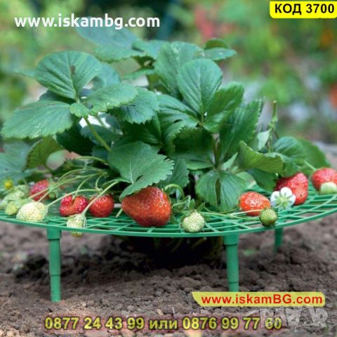 Иновативна стойка за ягоди против вредителите и гниене - КОД 3700, снимка 10 - Други - 45340941