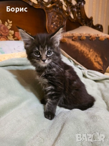 Мейн куун котета, снимка 2 - Мейн кун - 35075644