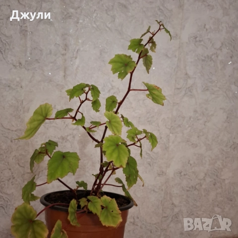 Бегония, снимка 4 - Стайни растения - 52168850