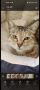 Подарява се зеленоока женска котка , снимка 1 - Други - 45465365