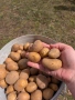 Картофи сорт Сорая, за консумация и семе, снимка 3