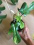 Philodendron Florida Beauty , снимка 4