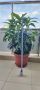 Продавам градински храсти Аукуба - различни по големина, снимка 1 - Разсади - 45687861