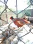 колхидски фазани, снимка 1 - други­ - 45444780
