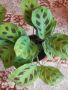 маранта цветя , снимка 1 - Стайни растения - 45905964