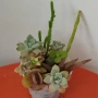 Сукуленти вкоренени микс, снимка 11