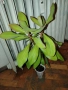 Euphorbia Synadenium grantii (каучуково дърво) , снимка 5
