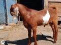 Чистопородни англо нубийски , снимка 2