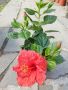китайска роза , снимка 1 - Стайни растения - 45680499
