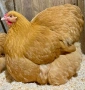 Продавам жълт Орпингтон., снимка 14