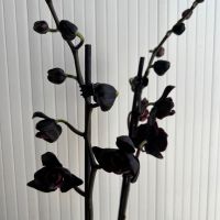 Орхидея фаленопсис, снимка 1 - Стайни растения - 45108751