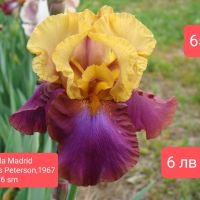 Ириси за продажба -1, снимка 14 - Градински цветя и растения - 45526729