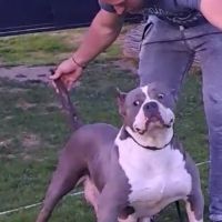 American Bully XL/Американско Були ХЛ , снимка 6 - Питбул - 45359291