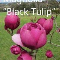 Магнолия “Черно Лале” / Magnolia “Black Tulip”, снимка 3 - Разсади - 45865900