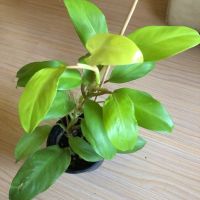 Philodendron Malay Gold , снимка 2 - Стайни растения - 46205994