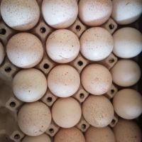 Разплодни яйца от селски пуйки , снимка 5 - Кокошки и пуйки - 45301046