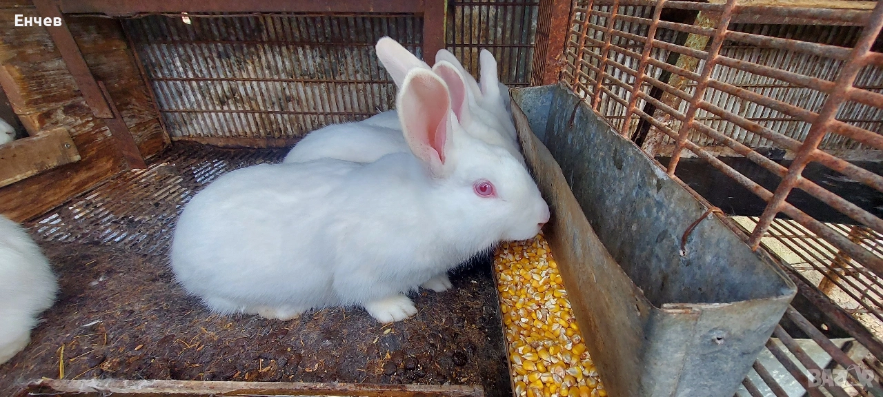 Зайци Цика за разплод-30 euro, снимка 1