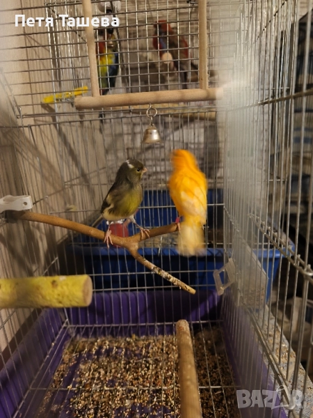 канарчета , снимка 1